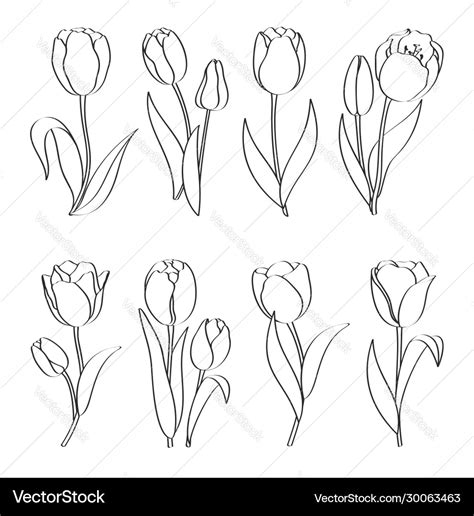 tulip outline|Tulip Outline royalty